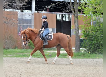 Other Warmbloods, Gelding, 8 years, 15.2 hh, Chestnut-Red