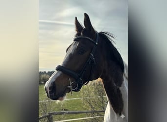 Other Warmbloods, Gelding, 8 years, 15.3 hh, Pinto