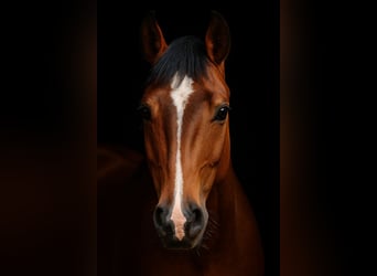 Other Warmbloods, Gelding, 8 years, 15,1 hh, Brown