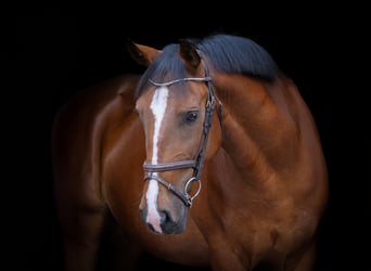Other Warmbloods, Gelding, 8 years, 15,1 hh, Brown