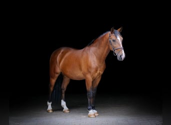 Other Warmbloods, Gelding, 8 years, 15,1 hh, Brown