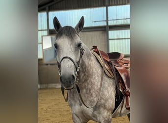 Other Warmbloods, Gelding, 8 years, 15,1 hh, Grey