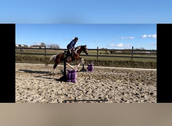 Other Warmbloods, Gelding, 8 years, 15,1 hh, Pinto