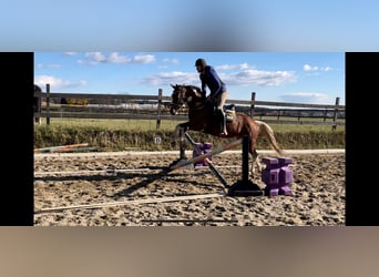 Other Warmbloods, Gelding, 8 years, 15,1 hh, Pinto