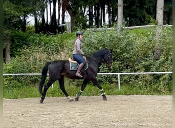 Other Warmbloods, Gelding, 8 years, 16.2 hh, Black Other Warmbloods, Gelding, 8 years, 16.2 hh, Black