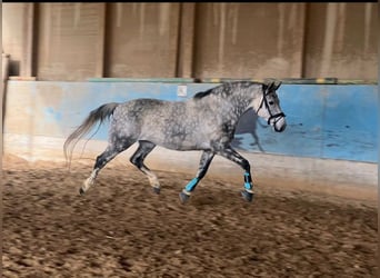 Other Warmbloods, Gelding, 8 years, 16.2 hh, Gray