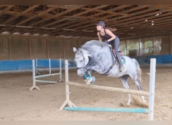 Other Warmbloods, Gelding, 8 years, 16.2 hh, Gray