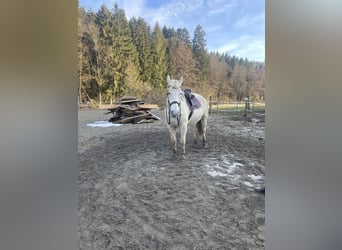 Other Warmbloods, Gelding, 8 years, 16.2 hh, Grey