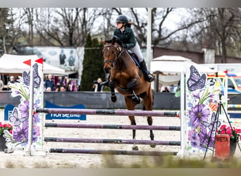 Other Warmbloods, Gelding, 8 years, 16.3 hh, Brown