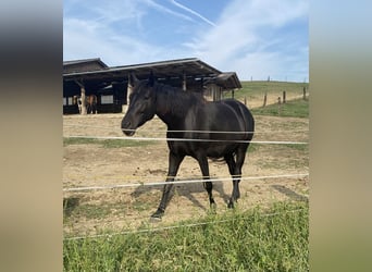Other Warmbloods Mix, Gelding, 8 years, 16 hh, Black