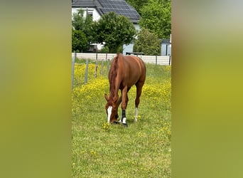 Other Warmbloods, Gelding, 8 years, 16 hh, Chestnut-Red