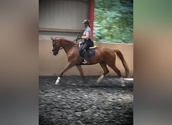Other Warmbloods, Gelding, 8 years, 16 hh, Chestnut-Red