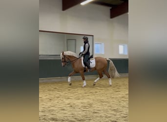 Other Warmbloods, Gelding, 8 years, 16 hh, Palomino