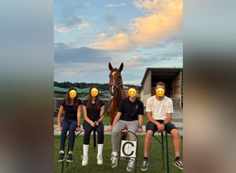Other Warmbloods, Gelding, 8 years, 16,1 hh, Chestnut-Red