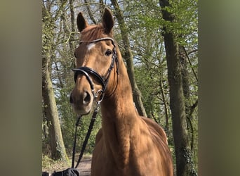 Other Warmbloods, Gelding, 8 years, 16,1 hh, Chestnut-Red