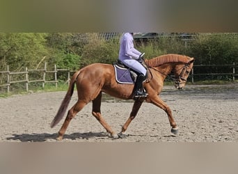 Other Warmbloods, Gelding, 8 years, 16,1 hh, Chestnut-Red