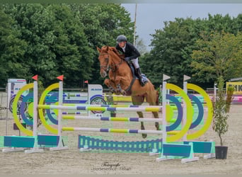 Other Warmbloods, Gelding, 8 years, 16,1 hh, Chestnut-Red
