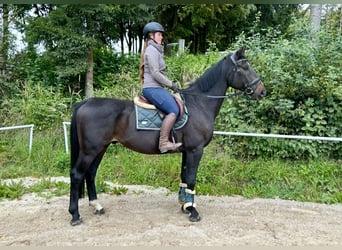 Other Warmbloods, Gelding, 8 years, 16,2 hh, Black