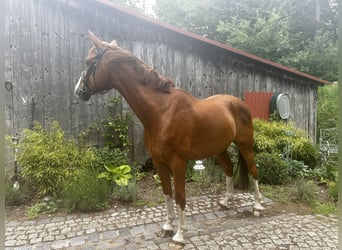 Other Warmbloods, Gelding, 8 years, 16,2 hh, Chestnut-Red