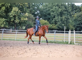 Other Warmbloods, Gelding, 8 years, 17 hh, Chestnut-Red