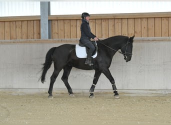 Other Warmbloods, Gelding, 8 years, 17 hh