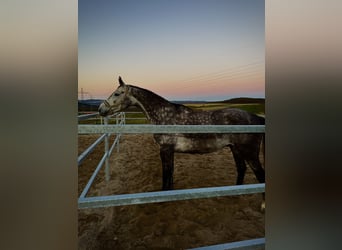 Other Warmbloods, Gelding, 8 years, 17,2 hh, Brown Falb mold