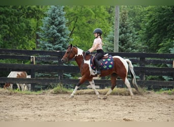 Other Warmbloods, Gelding, 9 years, 13 hh, Tobiano-all-colors