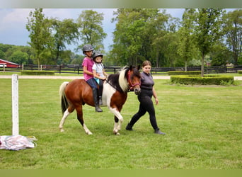 Other Warmbloods, Gelding, 9 years, 13 hh, Tobiano-all-colors