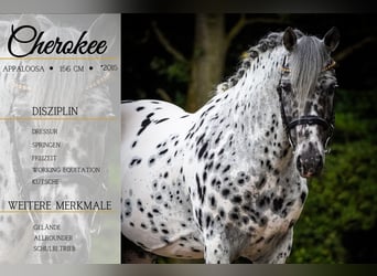 Other Warmbloods, Gelding, 9 years, 15,1 hh, Leopard-Piebald