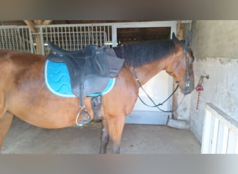 Other Warmbloods, Gelding, 9 years, 15,2 hh, Brown-Light