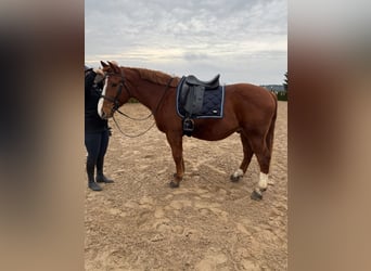 Other Warmbloods, Gelding, 9 years, 15.2 hh, Chestnut-Red