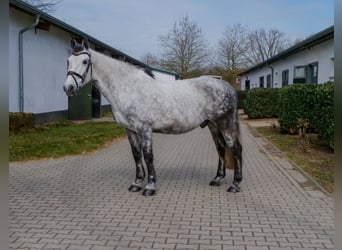 Other Warmbloods, Gelding, 9 years, 15.2 hh, Grey-Dapple