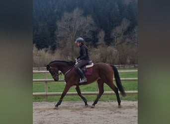 Other Warmbloods, Gelding, 9 years, 15.3 hh, Brown