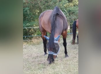 Other Warmbloods Mix, Gelding, 9 years, 15,1 hh, Bay-Dark