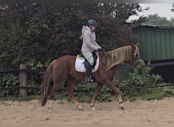 Other Warmbloods Mix, Gelding, 9 years, 15,2 hh, Chestnut