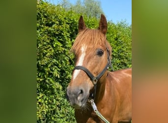Other Warmbloods, Gelding, 9 years, 15,2 hh, Chestnut-Red