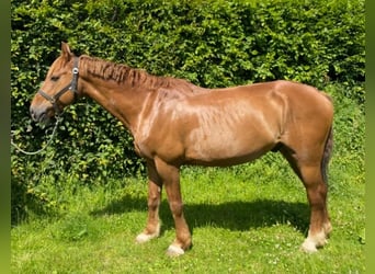 Other Warmbloods, Gelding, 9 years, 15,2 hh, Chestnut-Red