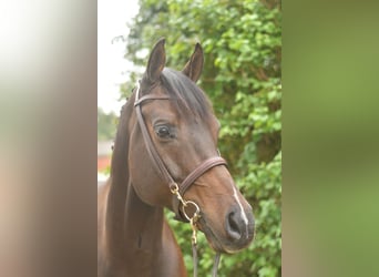 Other Warmbloods, Gelding, 9 years, 16.1 hh, Bay-Dark Other Warmbloods, Gelding, 9 years, 16.1 hh, Bay-Dark