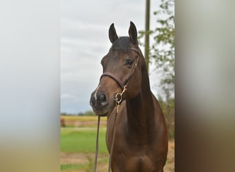 Other Warmbloods, Gelding, 9 years, 16.1 hh, Bay-Dark Other Warmbloods, Gelding, 9 years, 16.1 hh, Bay-Dark