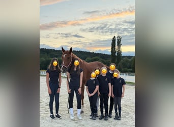 Other Warmbloods, Gelding, 9 years, 16.1 hh, Chestnut-Red