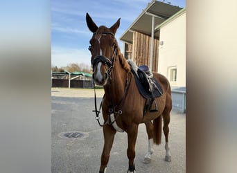 Other Warmbloods, Gelding, 9 years, 16.1 hh, Chestnut-Red