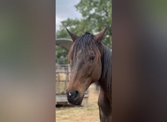 Other Warmbloods, Gelding, 9 years, 16.1 hh, Smoky-Black