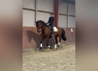 Other Warmbloods, Gelding, 9 years, 16.2 hh, Brown