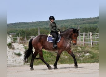Other Warmbloods, Gelding, 9 years, 16.2 hh, Brown Falb mold