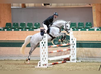 Other Warmbloods, Gelding, 9 years, 16.2 hh, Gray