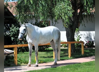 Other Warmbloods, Gelding, 9 years, 16.2 hh, Gray