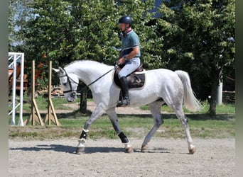 Other Warmbloods, Gelding, 9 years, 16.2 hh, Gray