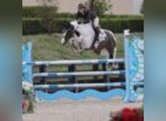 Other Warmbloods, Gelding, 9 years, 16,2 hh, Tobiano-all-colors