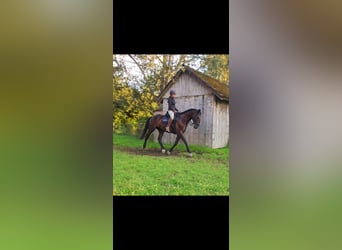Other Warmbloods, Gelding, 9 years, 16 hh, Black