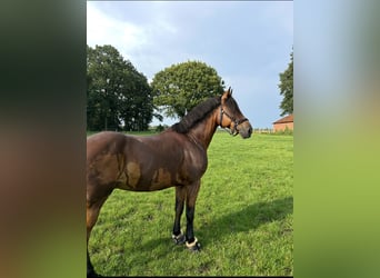 Other Warmbloods, Gelding, 9 years, 16 hh, Brown